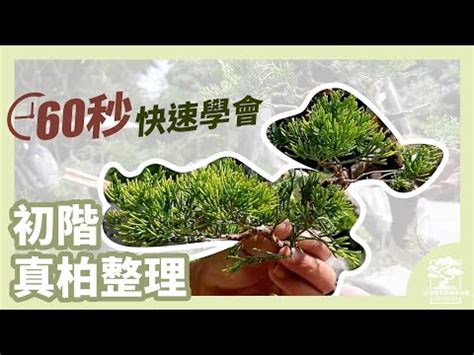 翠柏盆栽風水|翠柏盆栽：風水中的寓意與運用在風水中